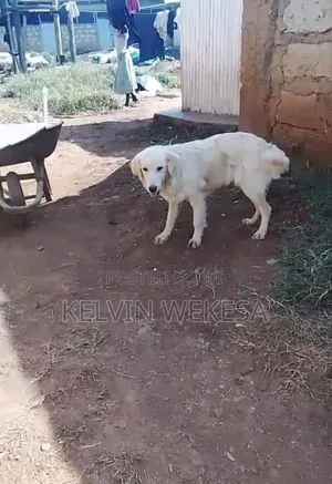 6-12 months Female Purebred Golden Retriever