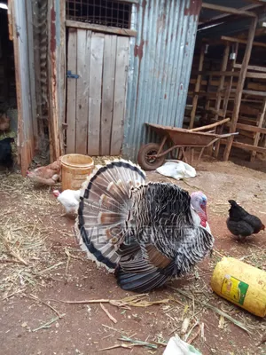 Turkey Mature Male