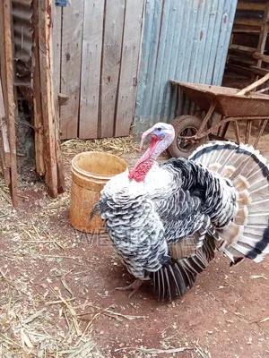 Turkey Mature Male