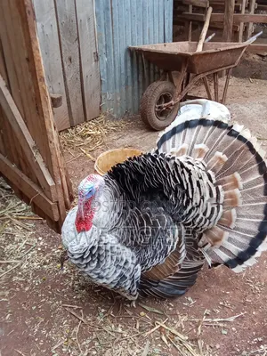 Turkey Mature Male