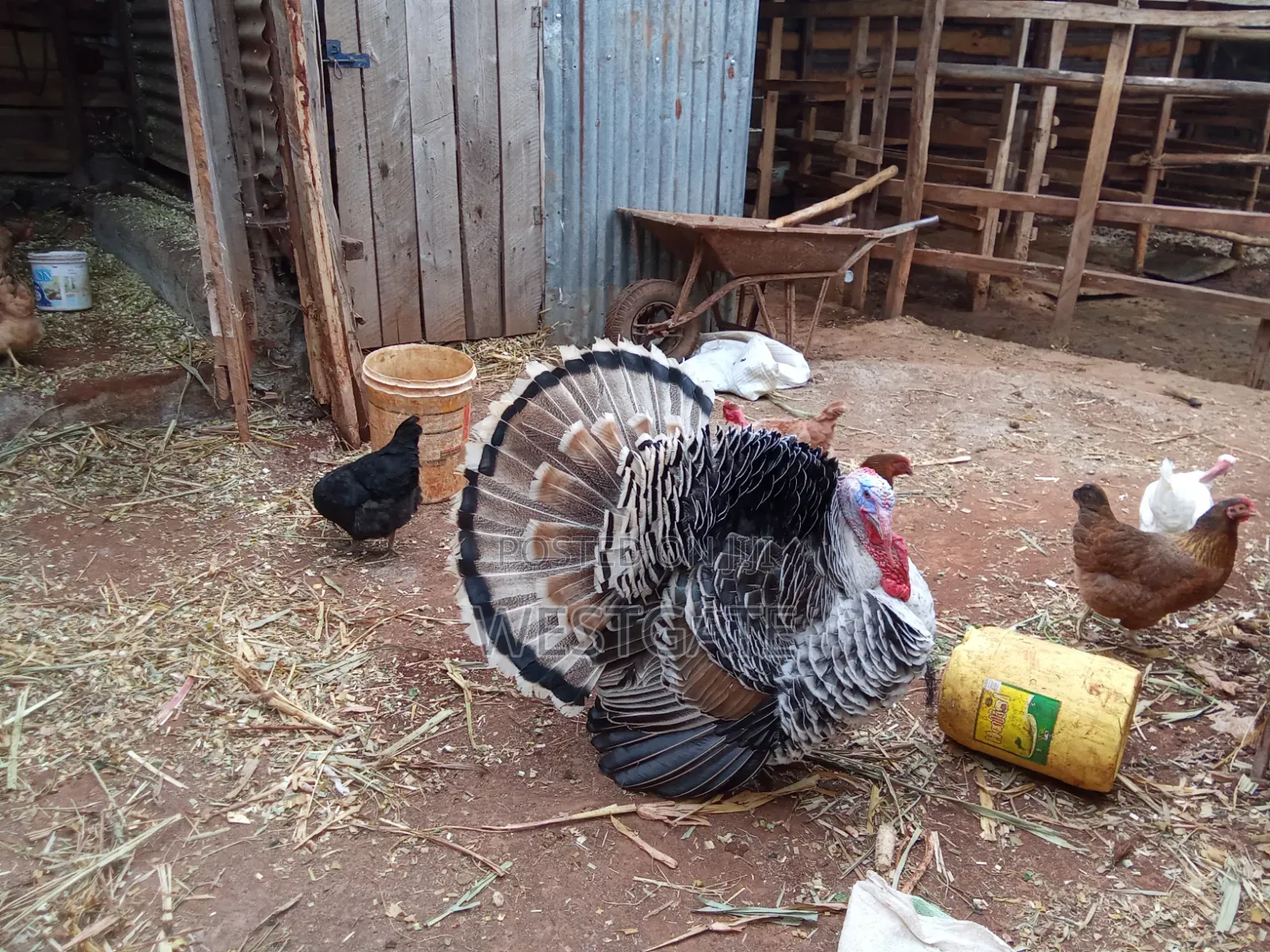 Turkey Mature Male