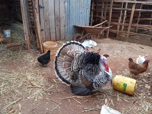 Turkey Mature Male