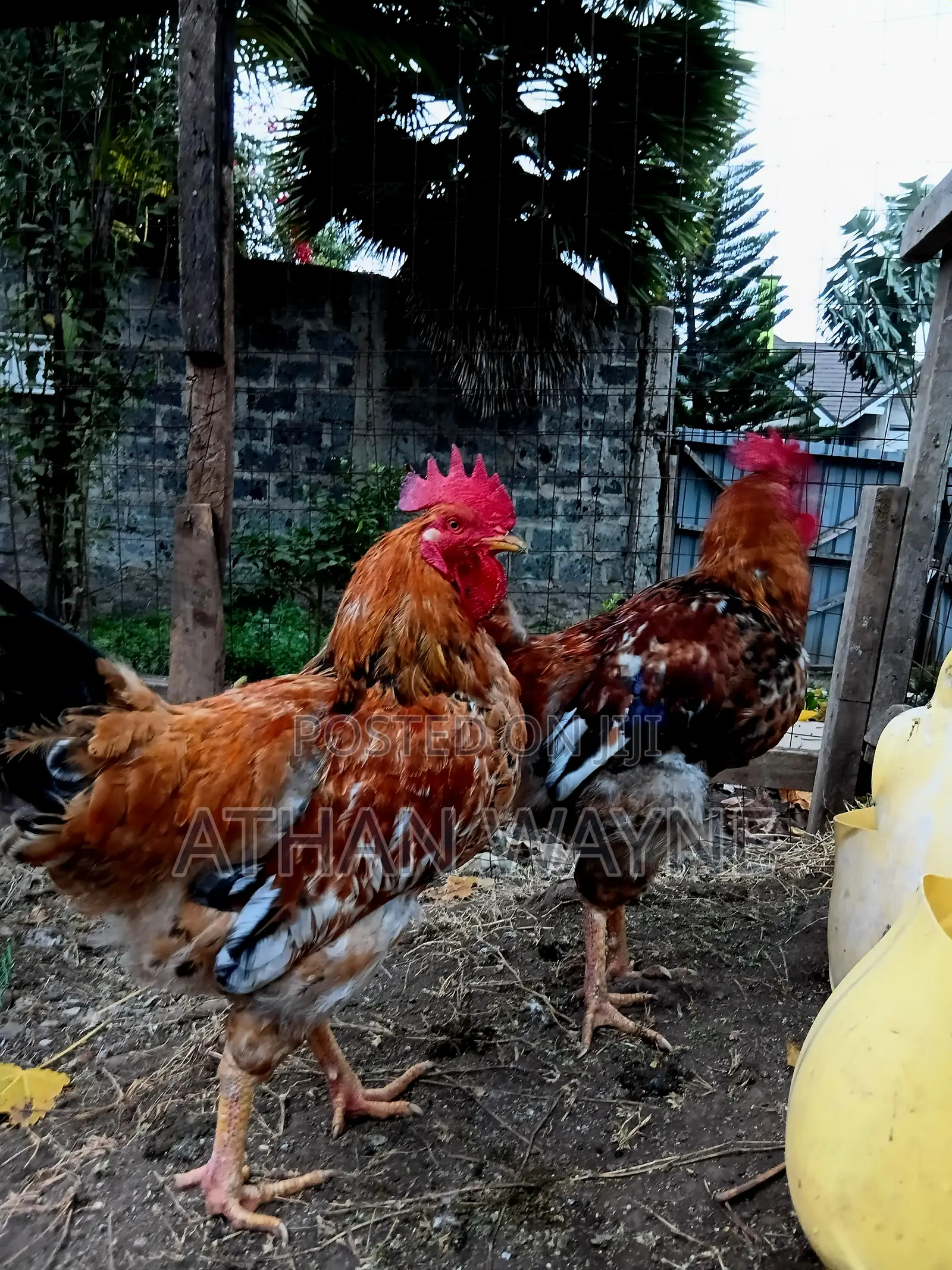 Kienyeji Chicken(Jogoo)