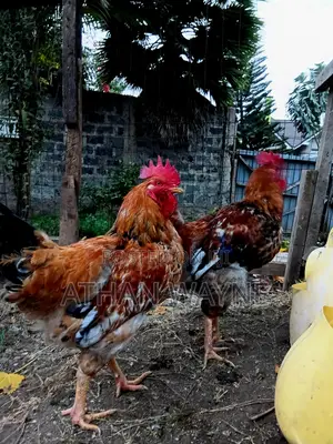 Kienyeji Chicken(Jogoo)