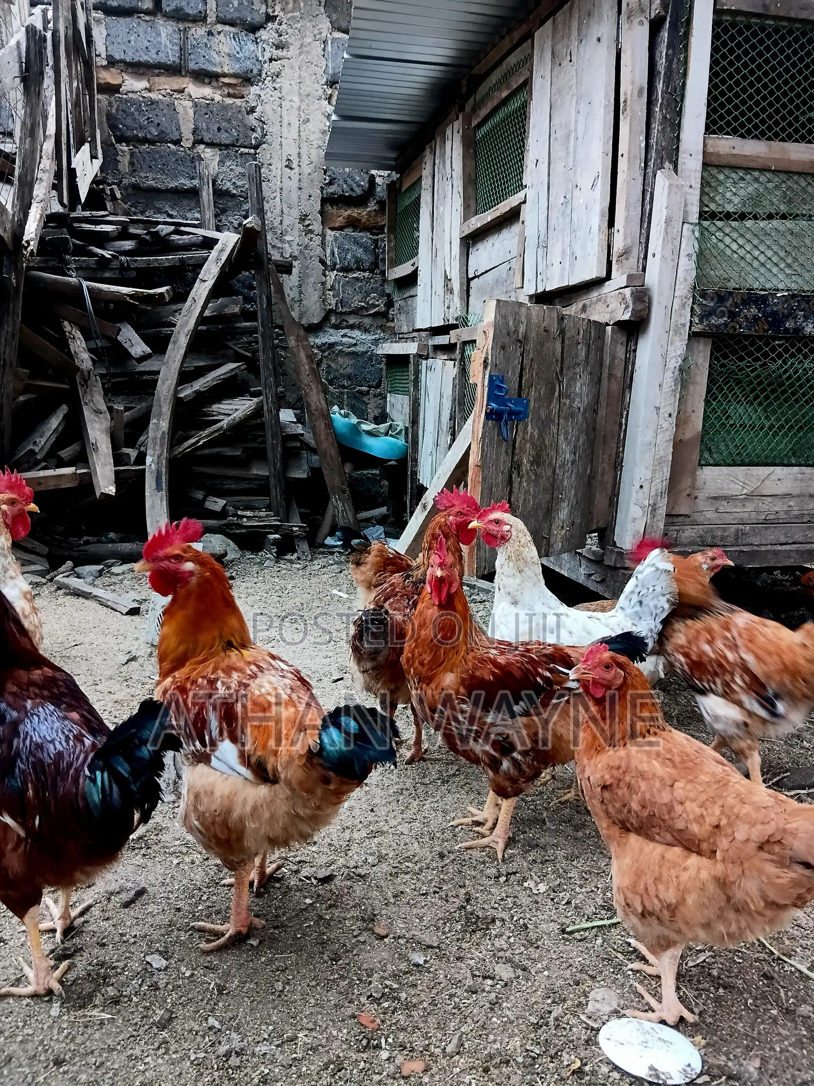 Kienyeji Chicken(Jogoo)