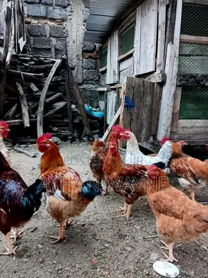 Kienyeji Chicken(Jogoo)
