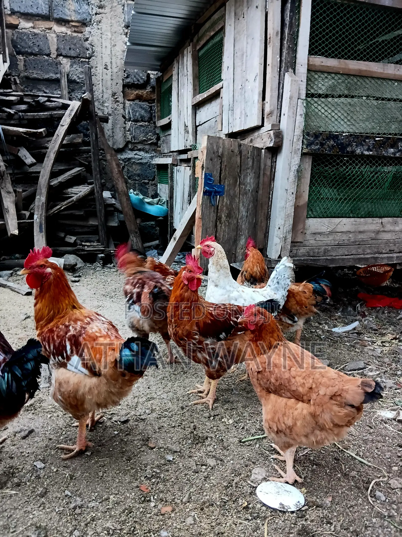 Kienyeji Chicken(Jogoo)
