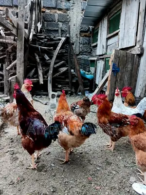 Kienyeji Chicken(Jogoo)
