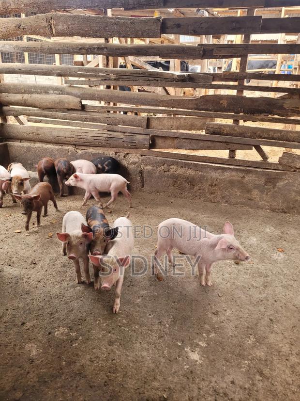 Piglets for Sale