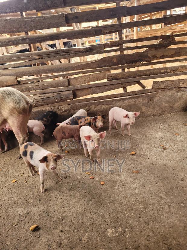 Piglets for Sale - thumbnail 2