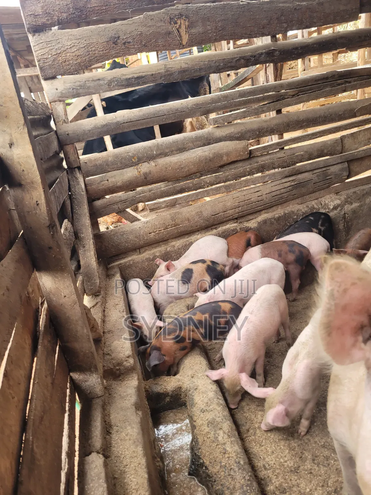 Piglets for Sale
