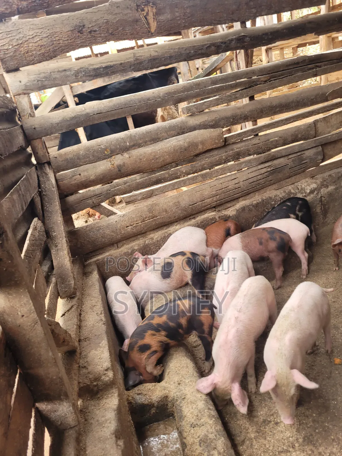 Piglets for Sale