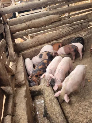 Piglets for Sale