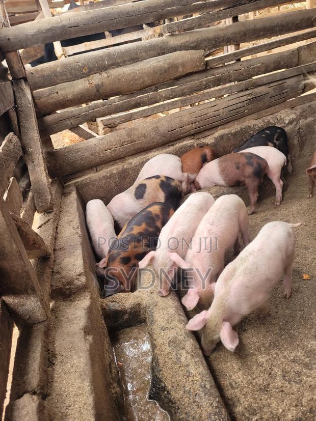 Piglets for Sale - thumbnail 5