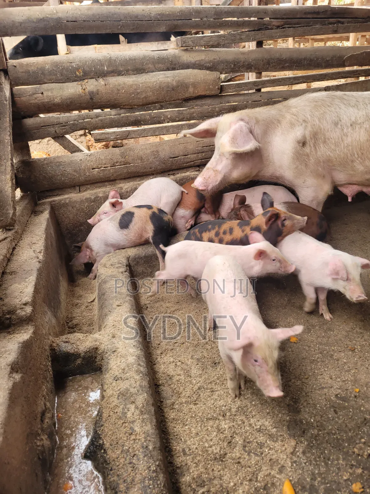 Piglets for Sale