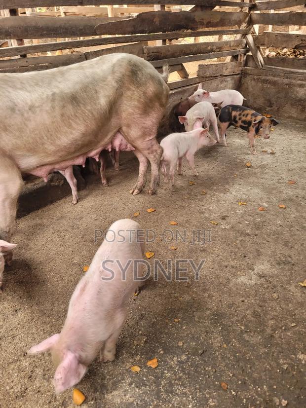 Piglets for Sale - thumbnail 7