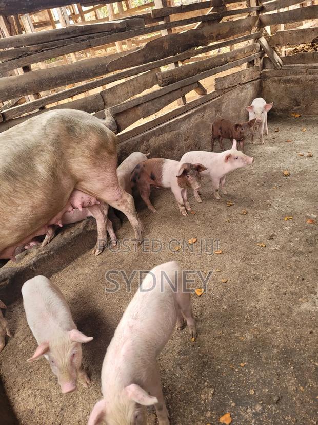 Piglets for Sale - thumbnail 8