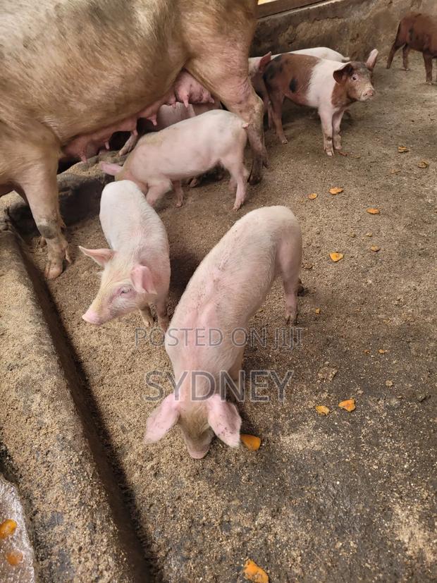 Piglets for Sale - thumbnail 9