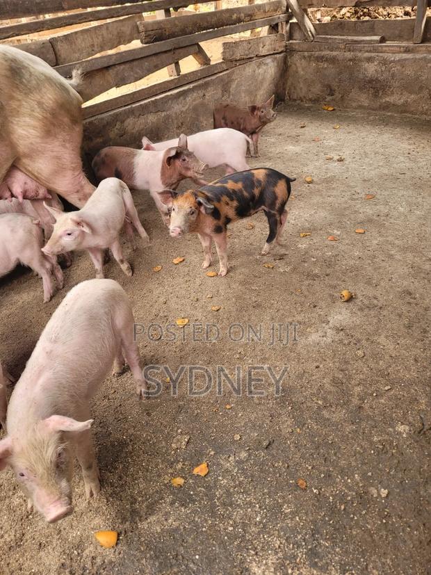 Piglets for Sale - thumbnail 10