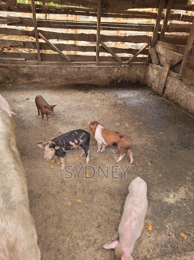 Piglets for Sale - thumbnail 11