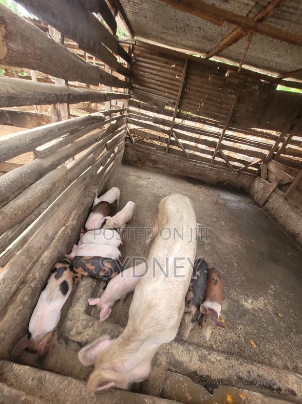 Piglets for Sale - thumbnail 12