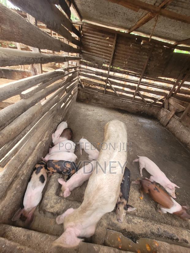 Piglets for Sale - thumbnail 13
