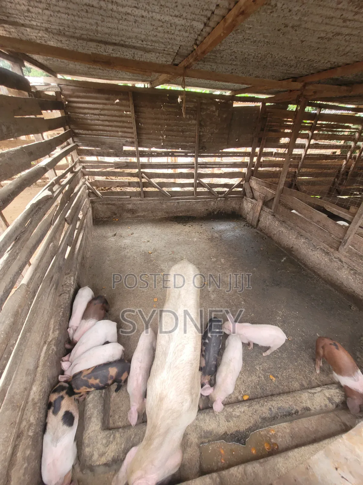Piglets for Sale