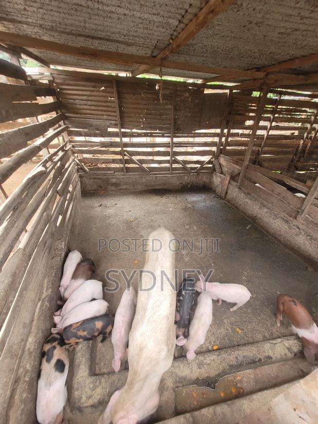 Piglets for Sale - thumbnail 14