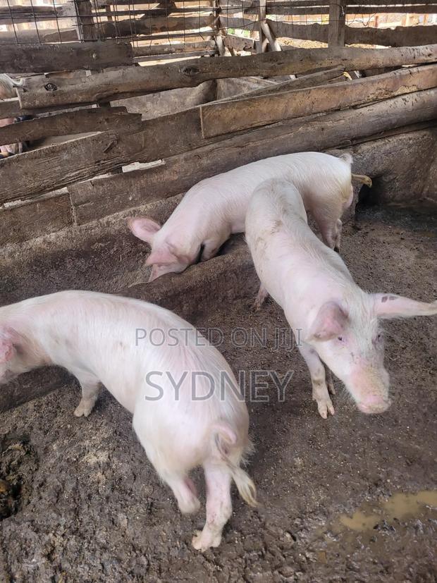 Pigs for Sale