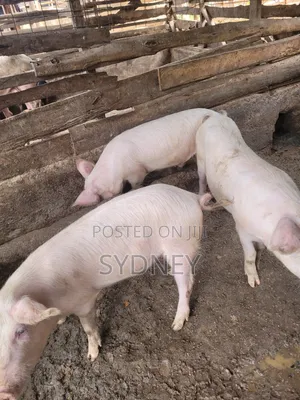 Pigs for Sale