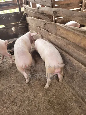 Pigs for Sale
