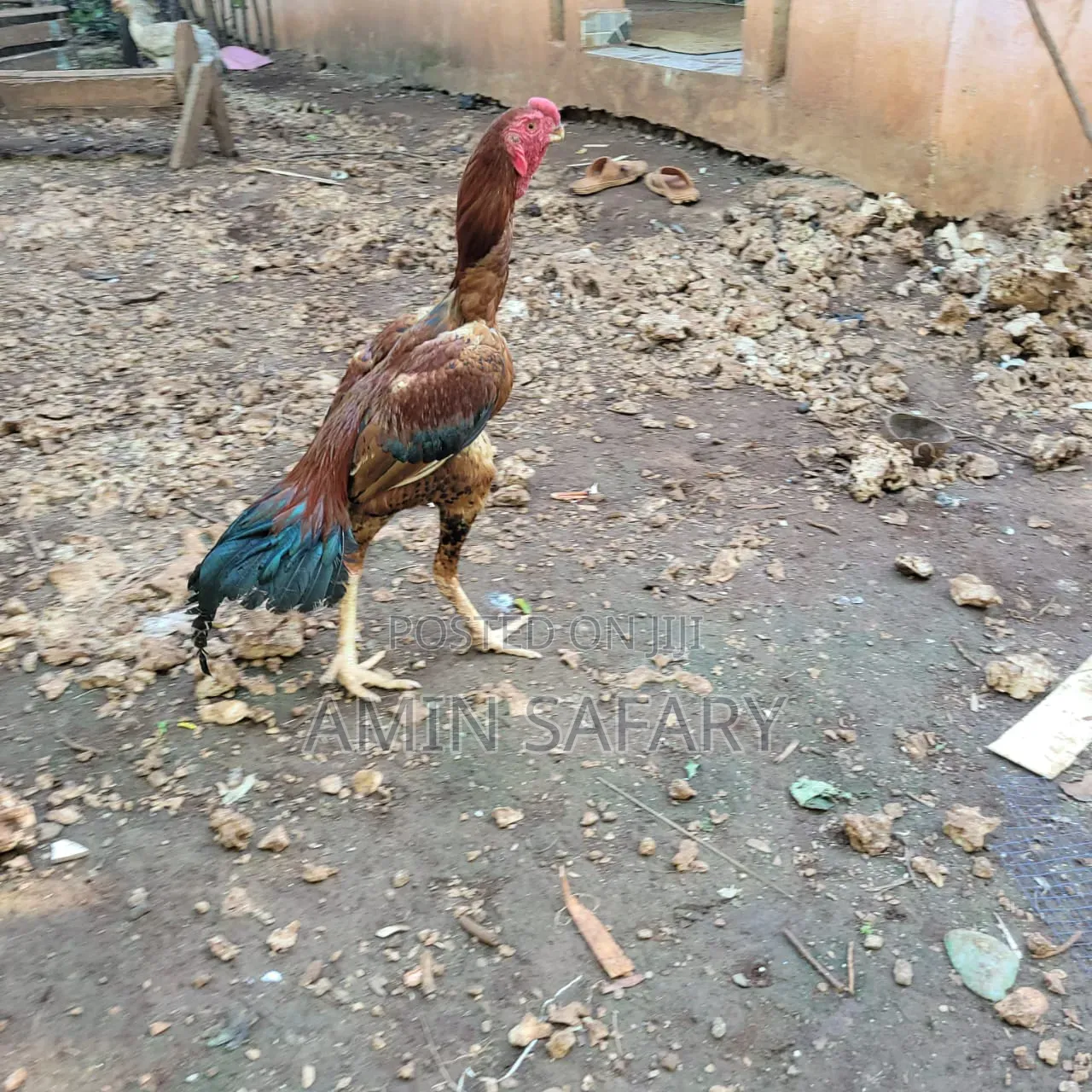 Zanzibar Kuchi Chicken