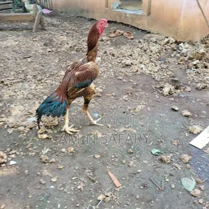 Zanzibar Kuchi Chicken