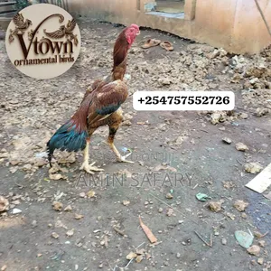 Zanzibar Kuchi Chicken