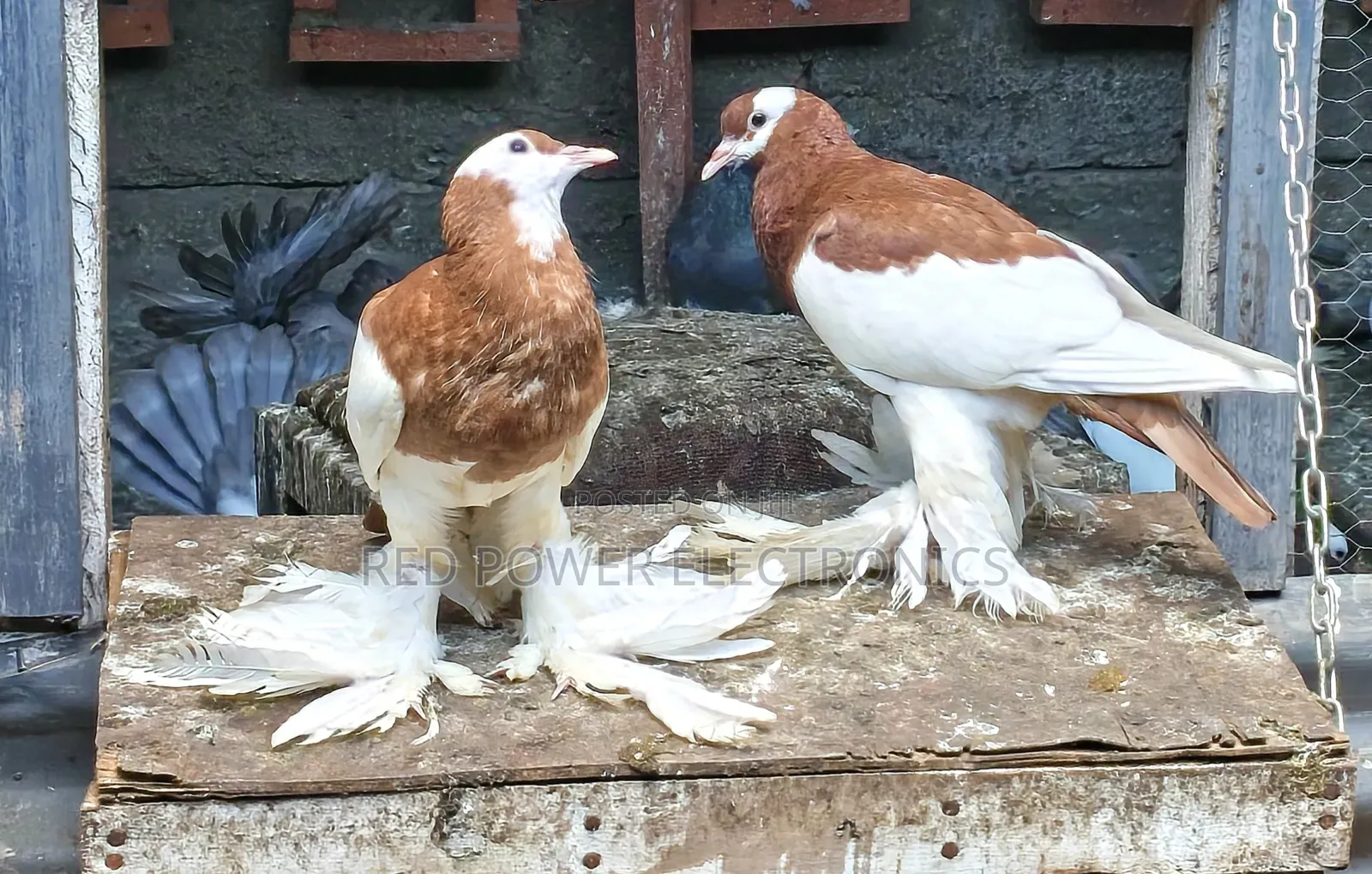 Reverse Wing Pigeon
