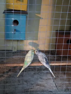 Young Budgies