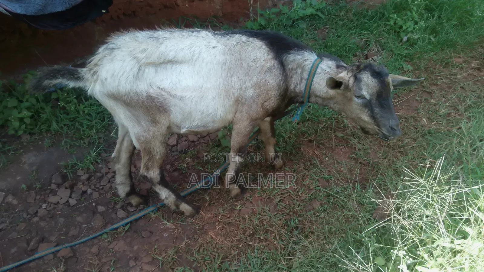 Male 7 Months Goats