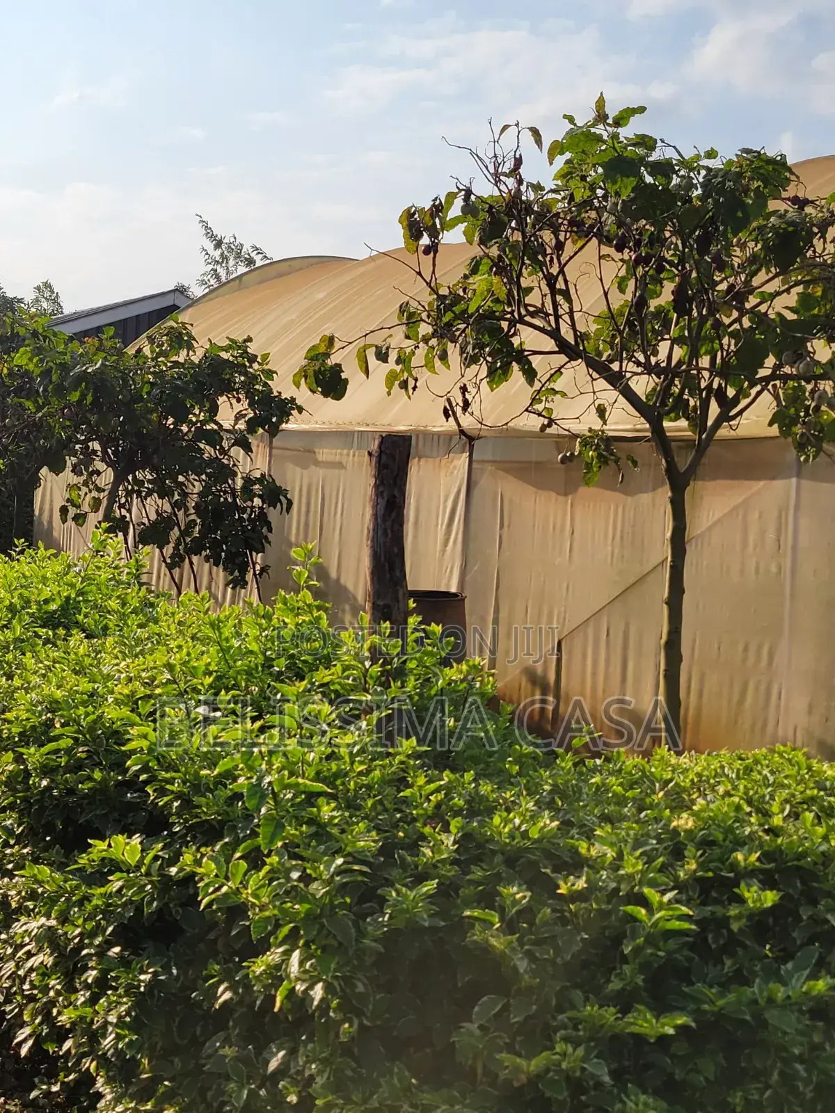 Income-Generating Hass Avocado Commercial Farm for Sale
