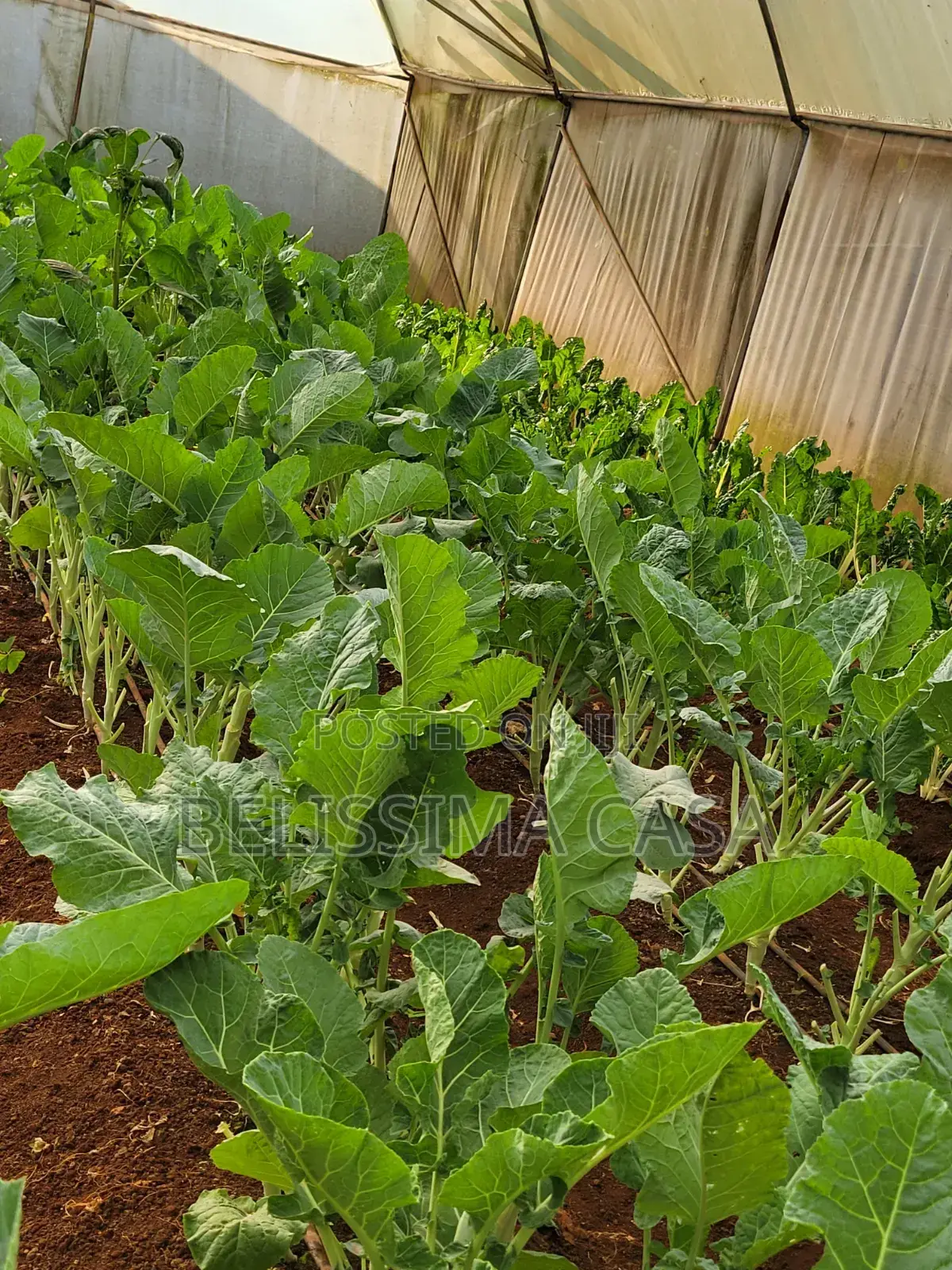 Income-Generating Hass Avocado Commercial Farm for Sale