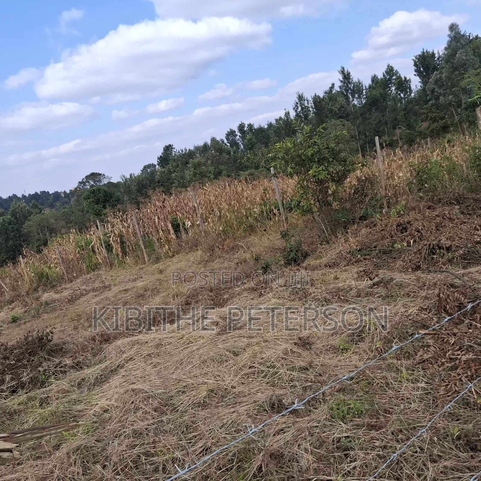 Prime Plots for Sale