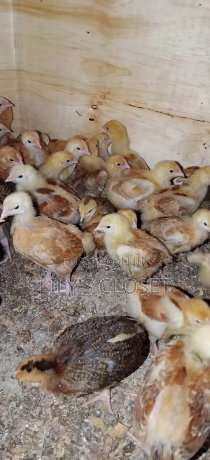 Sell of Chicks From 3 Weeks Old