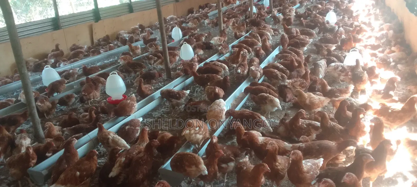 Leyars Chicken
