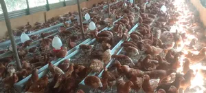 Leyars Chicken