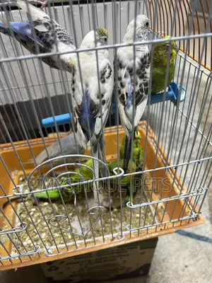 Matured Budgies