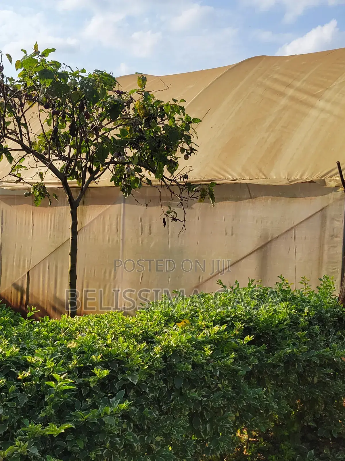 Income-Generating Hass Avocado Commercial Farm for Sale