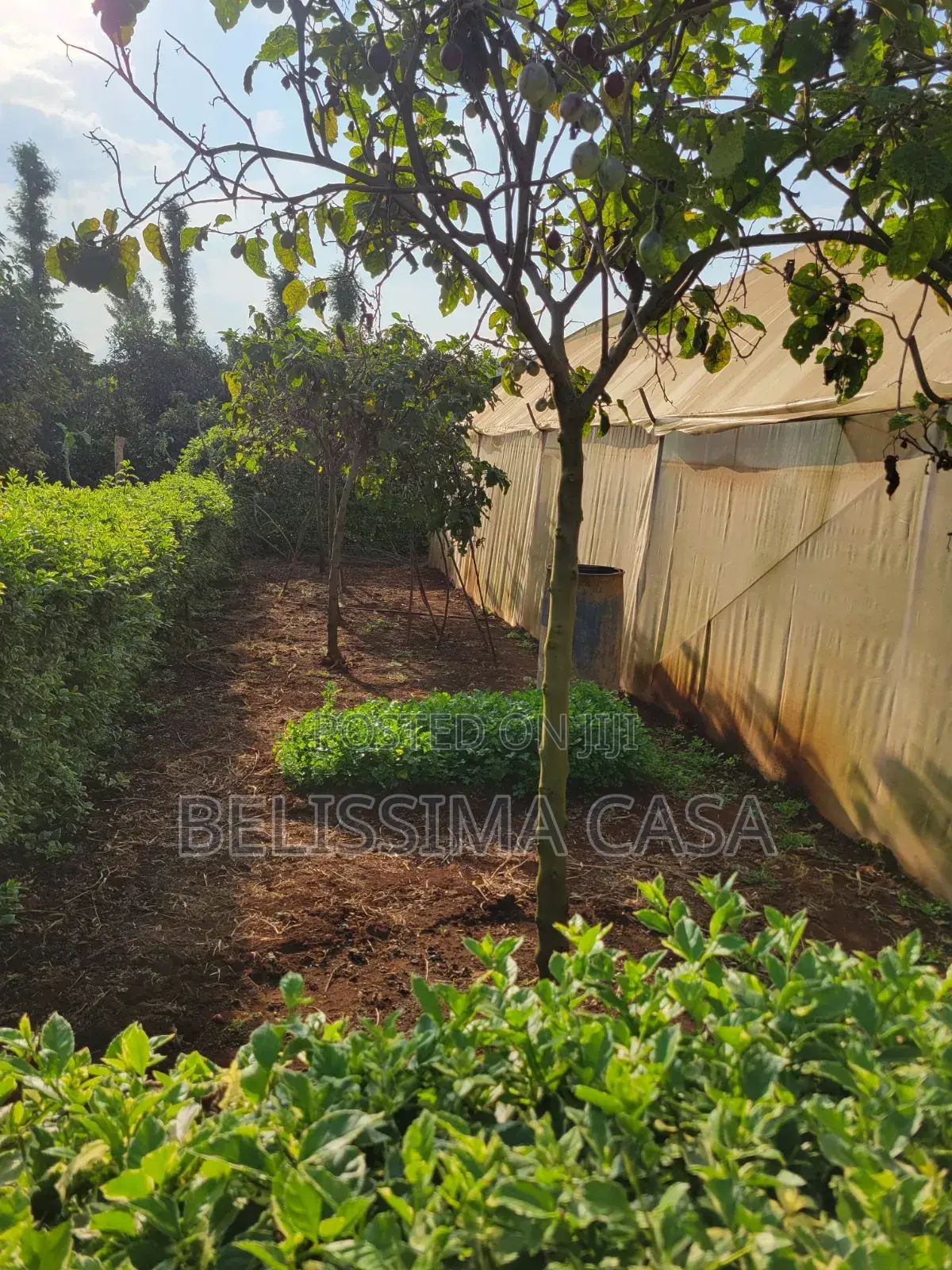Income-Generating Hass Avocado Commercial Farm for Sale