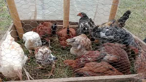 Pure Kienyeji Chicks