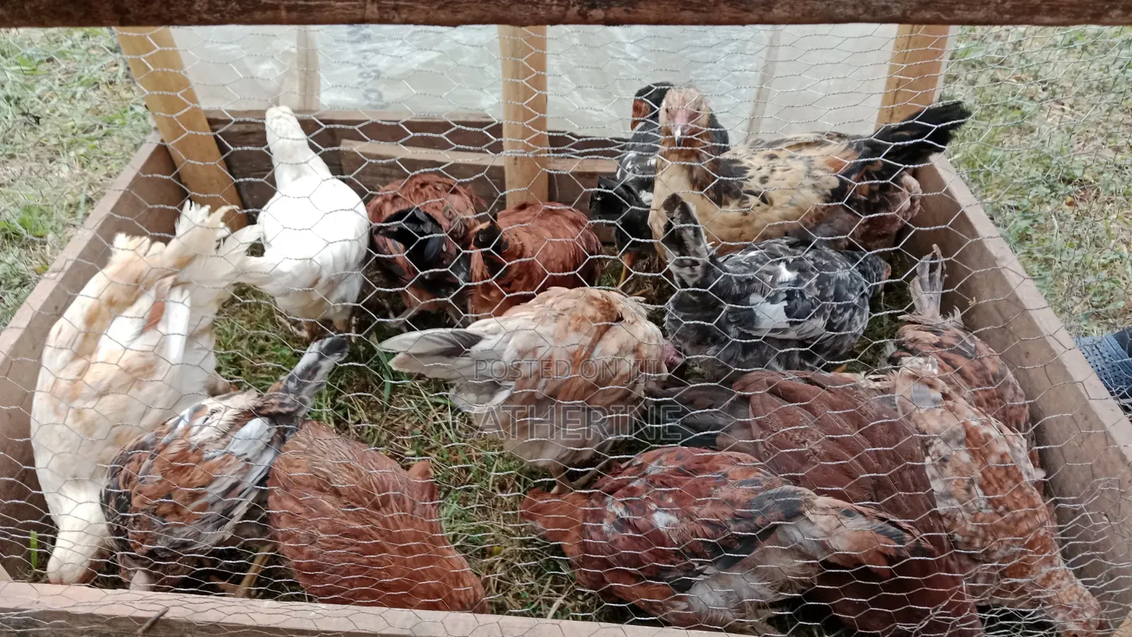 Pure Kienyeji Chicks
