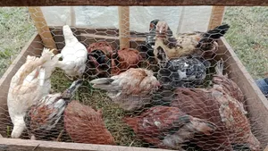 Pure Kienyeji Chicks