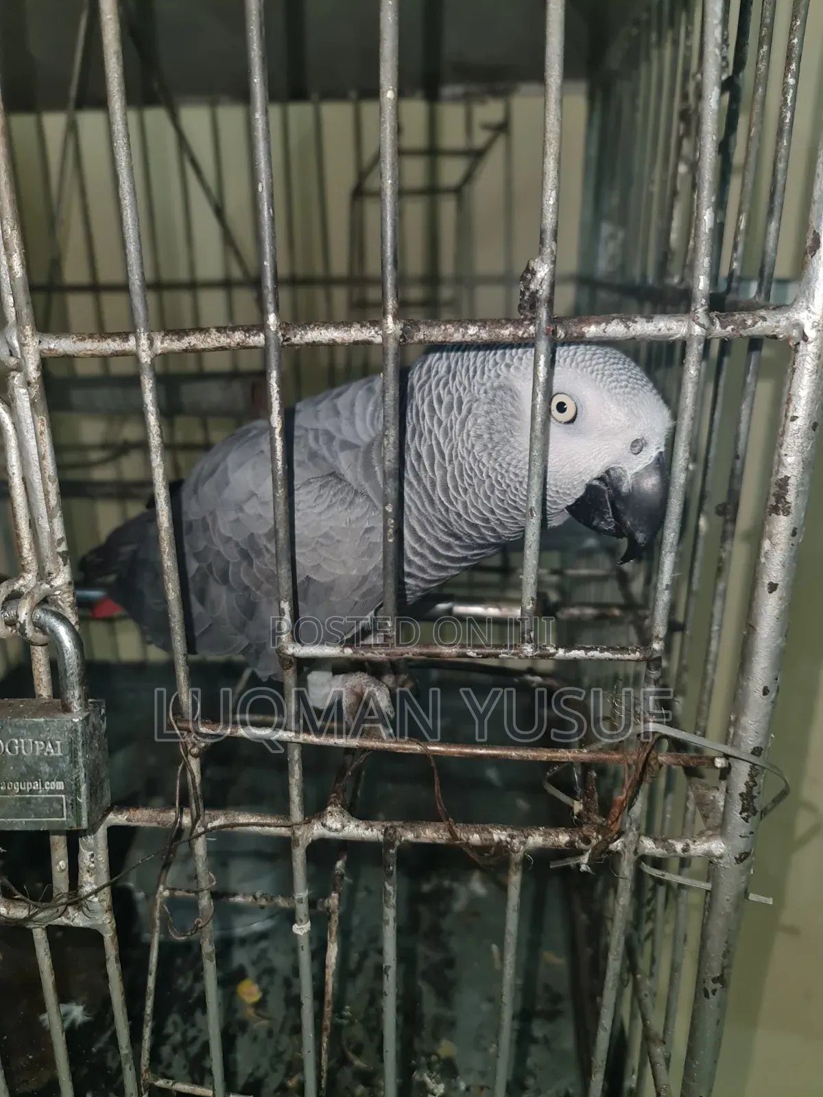 African Grey